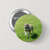 Pitbull Knopf Button (Vorne & Hinten)