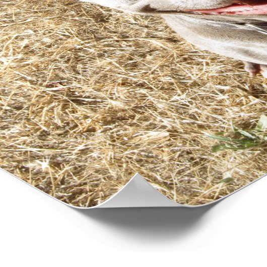 Pitbull lächelt Hundes Liebe Poster (Ecke)