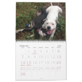 Pitbull-Liebe-Kalender Kalender (Feb 2027)