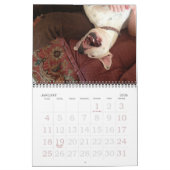 Pitbull-Liebe-Kalender Kalender (Jan 2026)