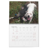 Pitbull-Liebe-Kalender Kalender (Feb 2026)