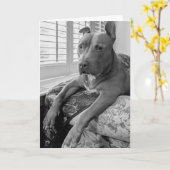 Pitbull-Liebe Karte (Gelbe Blume)