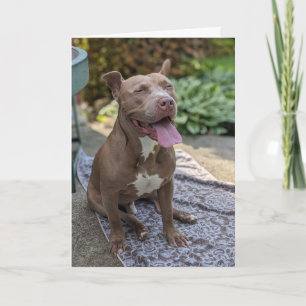 Pitbull Liebe Karte