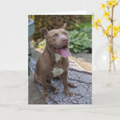 Pitbull Liebe Karte (Gelbe Blume)
