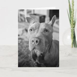 Pitbull Liebe Karte