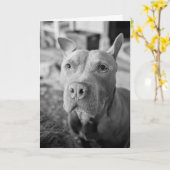 Pitbull Liebe Karte (Gelbe Blume)