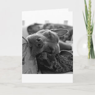 Pitbull Liebe Karte