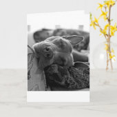 Pitbull Liebe Karte (Gelbe Blume)