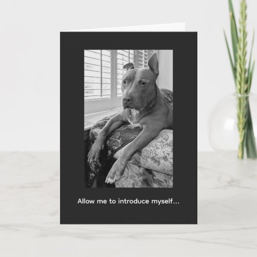 Pitbull Love McLovin Karte (Vorderseite)