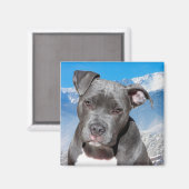 Pitbull Magnet (Vorderseite/Rückseite)