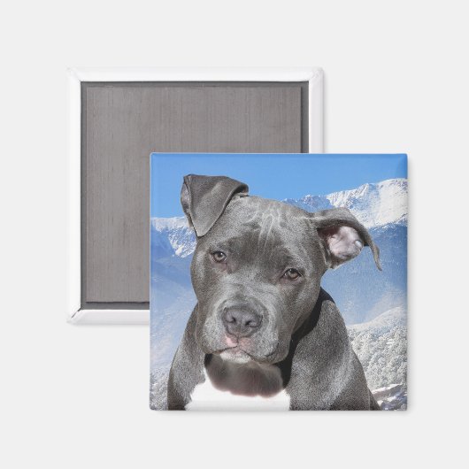 Pitbull Magnet (Vorderseite/Rückseite)