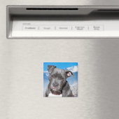 Pitbull Magnet (In Situ (Geschirrspüler))