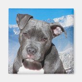 Pitbull Magnet (Vorne)