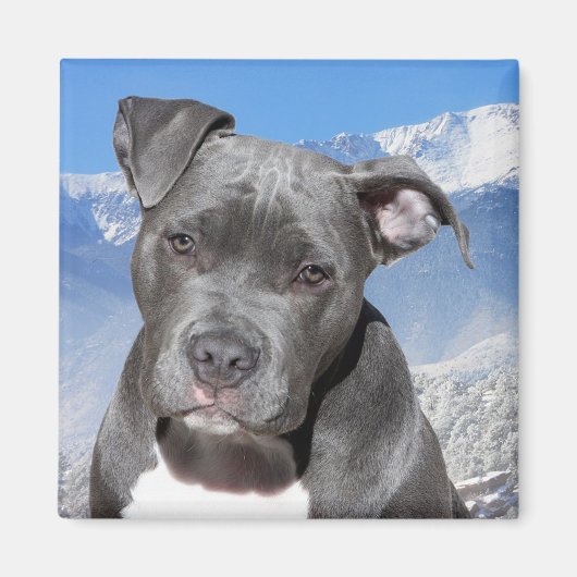 Pitbull Magnet (Vorne)