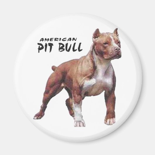 Pitbull Magnet (Vorne)