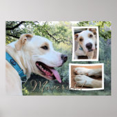 Pitbull - Maverick Composite Poster (Vorne)