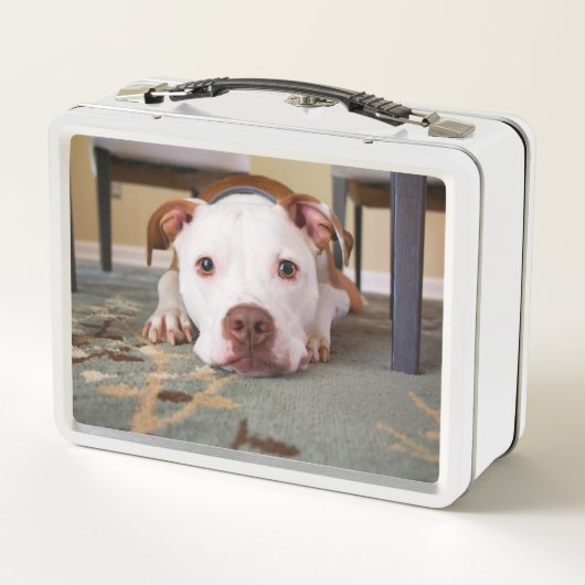 Pitbull Metall Brotdose (Rückseite)