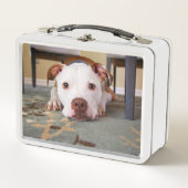 Pitbull Metall Brotdose (Vorderseite)