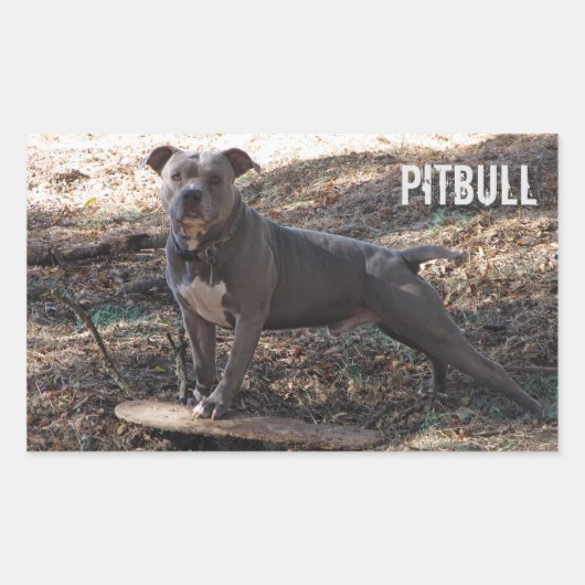 Pitbull mit Skateboard-Aufklebern Rechteckiger Aufkleber (Vorderseite)