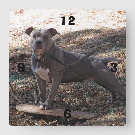 Pitbull mit Skateboard, nummerierte Wall-Uhr Quadratische Wanduhr (Vorderseite)