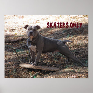 Pitbull mit Skateboard-Skater-nur Plakat
