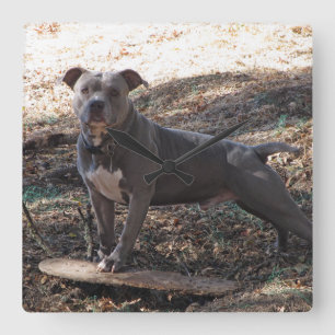 Pitbull mit Skateboard-Wanduhr Quadratische Wanduhr