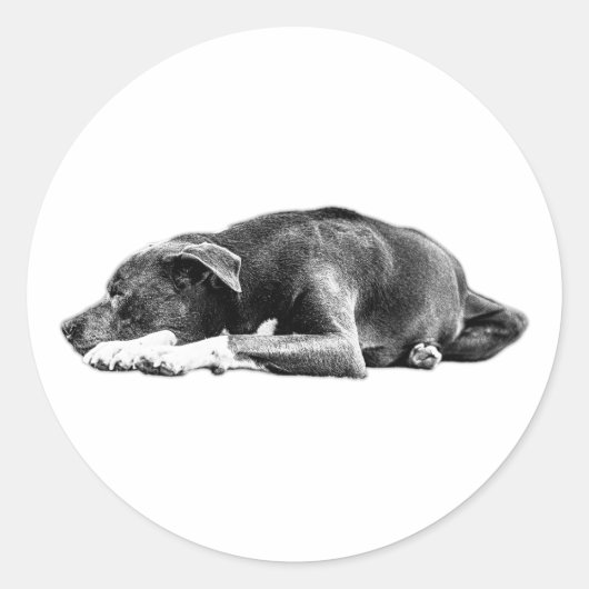 Pitbull Mix Schwarz/Weiß Sticker (Vorderseite)
