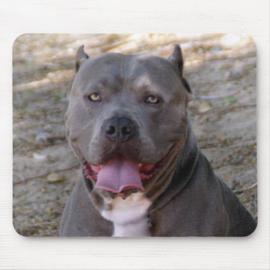 Pitbull Mousepad (Vorne)