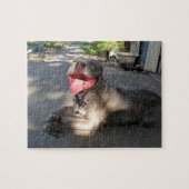 Pitbull nachlässiges Hundekuss-Puzzlespiel Puzzle (Horizontal)