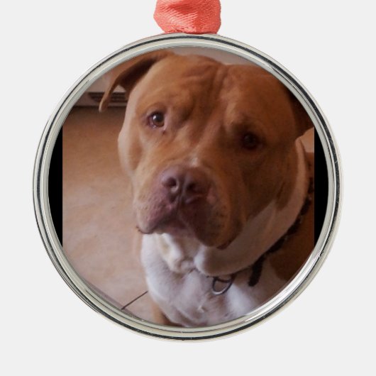 pitbull ornament aus metall (Vorne)