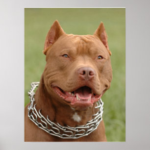 Pitbull Poster