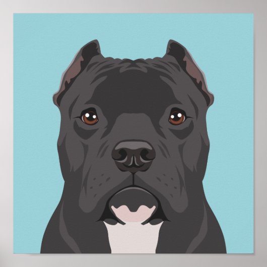 Pitbull Poster (Vorne)