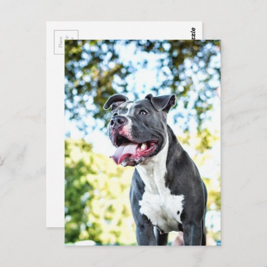 Pitbull Postkarte (Vorne/Hinten)