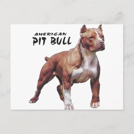 Pitbull Postkarte (Vorderseite)