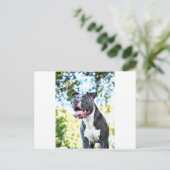 Pitbull Postkarte (Stehend Vorderseite)