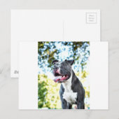 Pitbull Postkarte (Vorne/Hinten)