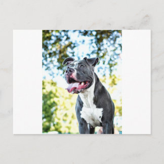 Pitbull Postkarte