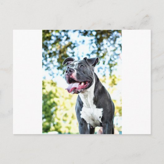 Pitbull Postkarte (Vorderseite)