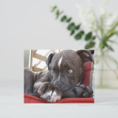Pitbull Pup Postkarte (Stehend Vorderseite)