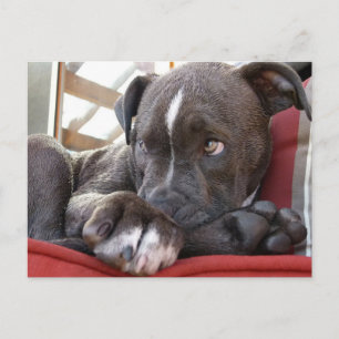 Pitbull Pup Postkarte