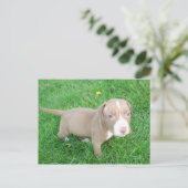PITBULL PUPPING IN DER GRASS POSTCARD POSTKARTE (Stehend Vorderseite)