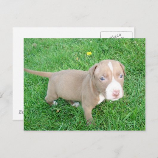 PITBULL PUPPING IN DER GRASS POSTCARD POSTKARTE (Vorne/Hinten)
