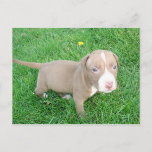 PITBULL PUPPING IN DER GRASS POSTCARD POSTKARTE