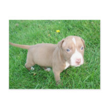 PITBULL PUPPING IN DER GRASS POSTCARD