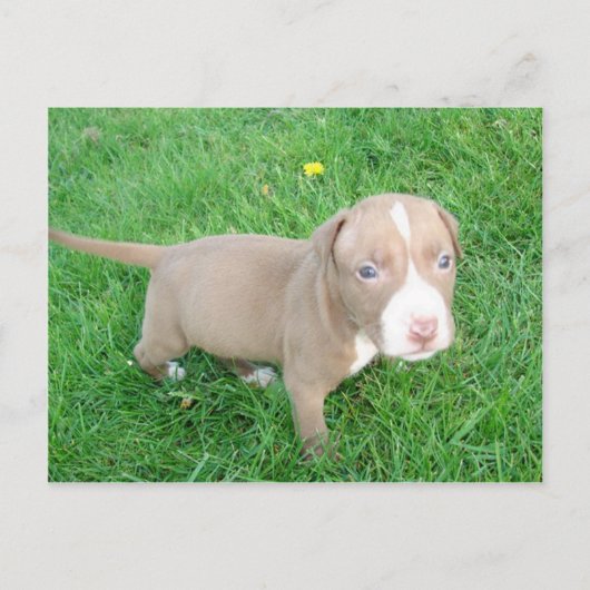 PITBULL PUPPING IN DER GRASS POSTCARD POSTKARTE (Vorderseite)