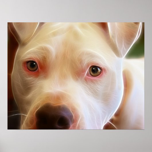 Pitbull Puppy Dog Eyes Art Fotografie Poster (Vorne)