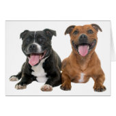 Pitbull Puppy Dog Hallo Miss You Liebe Pit Bull (Vorderseite (Horizontal))