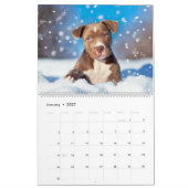 PitBull Puppy Dog Liebe Pit Bulls Kalender (Jan 2027)