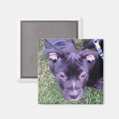Pitbull Puppy Magnet (Vorderseite/Rückseite)