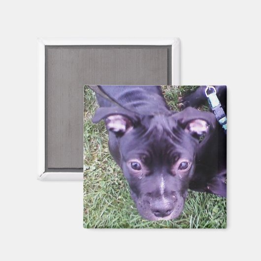 Pitbull Puppy Magnet (Vorderseite/Rückseite)